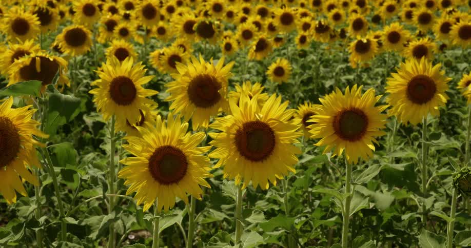 Sunflowers sway in the wind in a field during the day