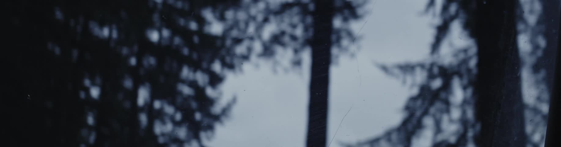A dark silhouette of a pine tree line
