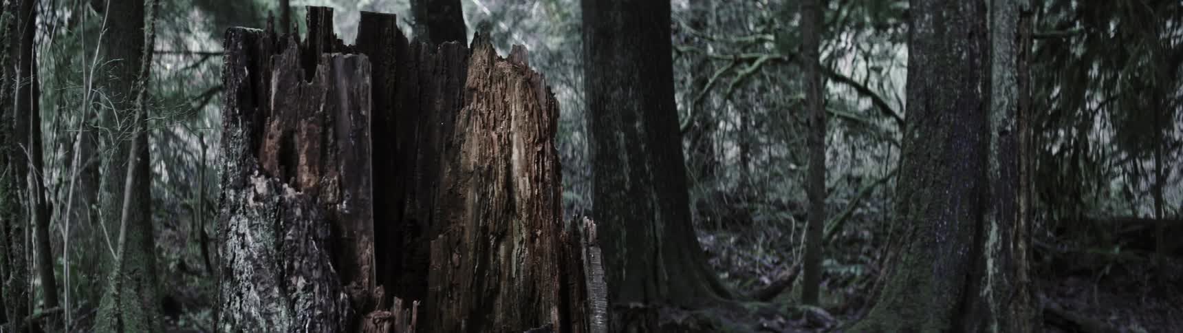 A tree stump surrounded by other tall trees in a dense forest