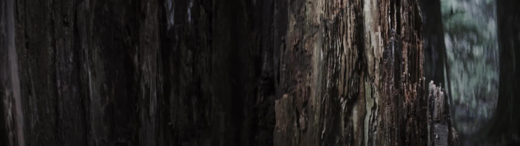 A closeup shot of a tree bark