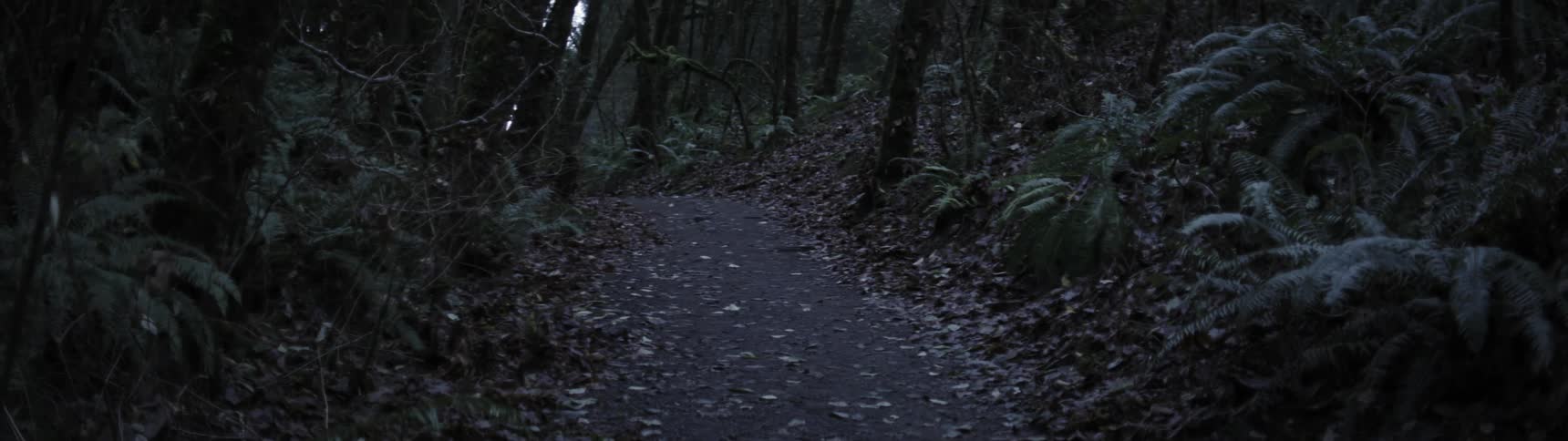 A path littered with fallen leaves leading through a forest during the day