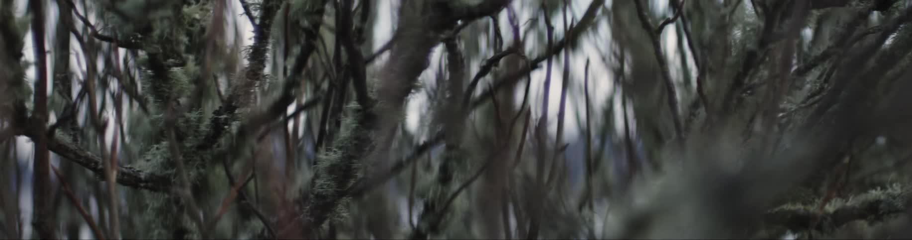 Panning shot of multiple branches and moss
