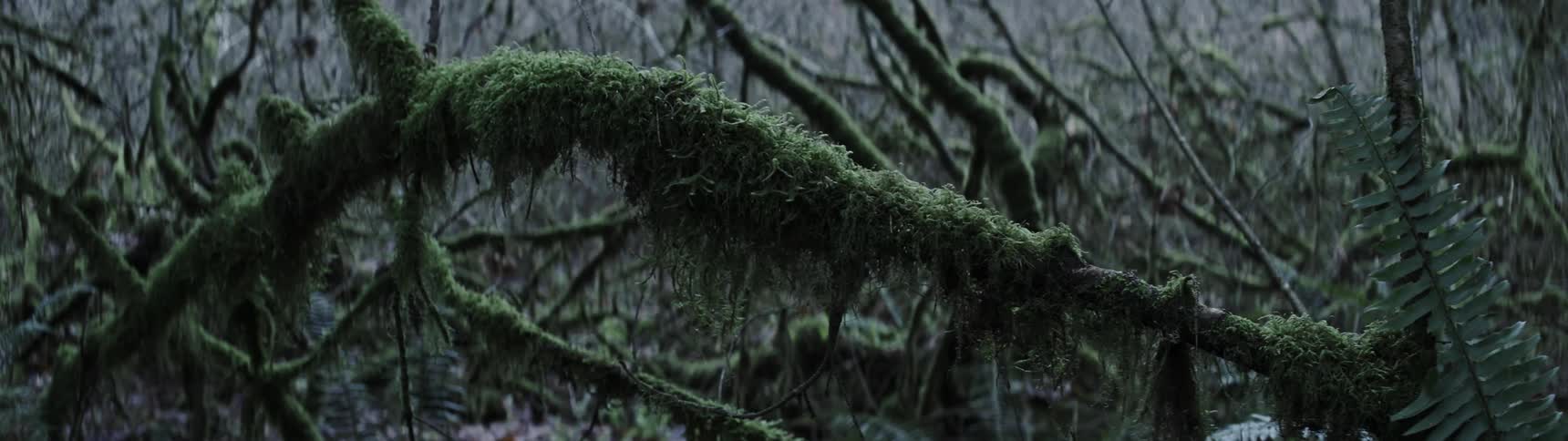 A thick layer of green moss growing on the branch of a tree in the forest