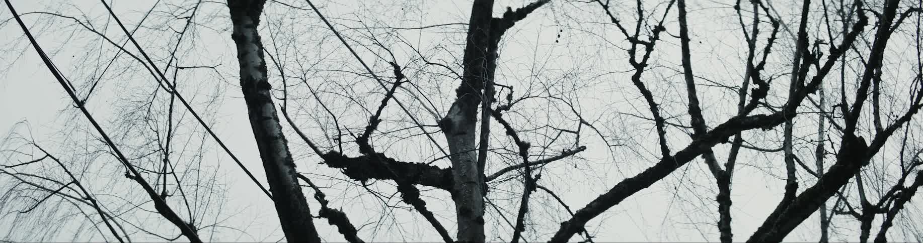 Bare tree branches against a grey sky