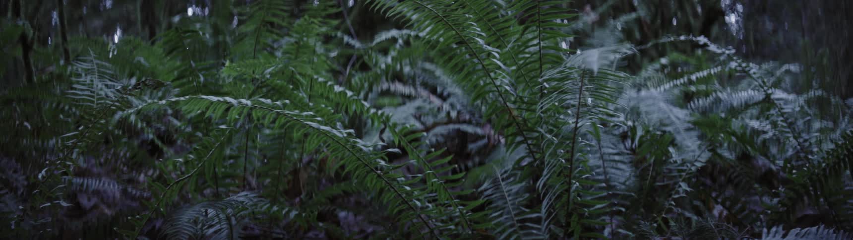 A group of green ferns in a dense forest
