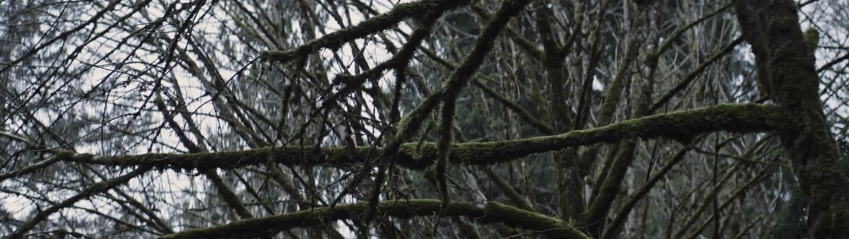 Bare tree branches in the forest