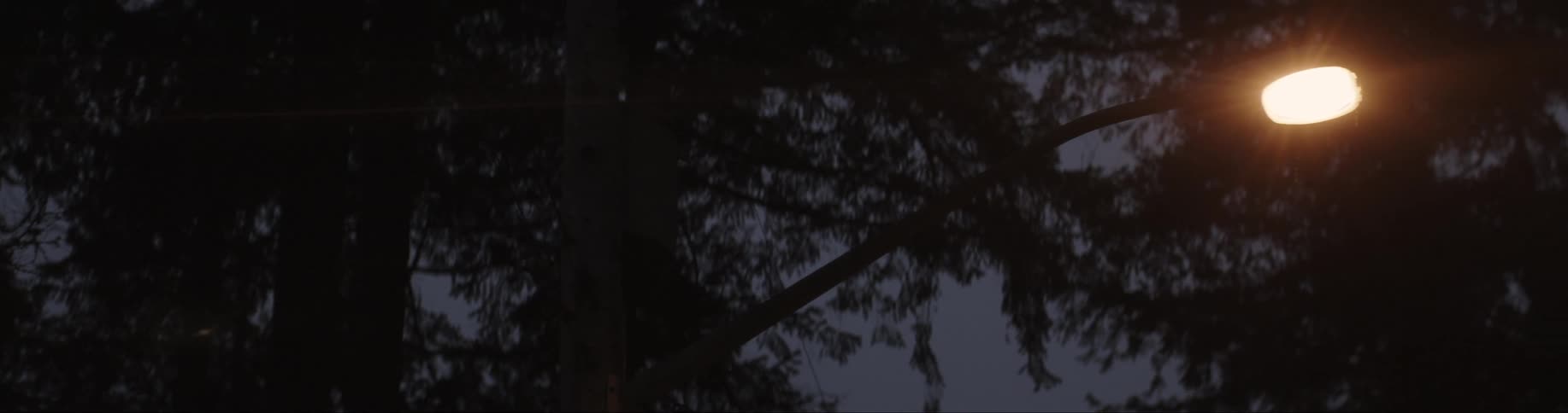 A silhouette of trees and then a street light that is on
