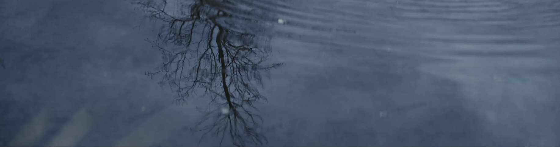 Branches of a tree reflecting on the surface of a lake at daytime