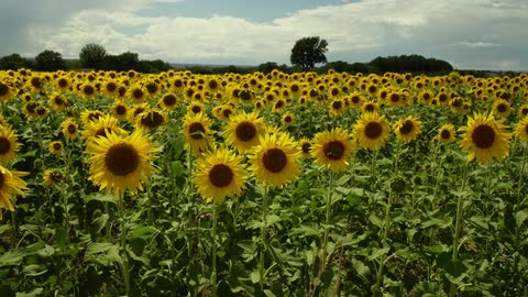 A field of sunflowers slightly swaying in the breeze