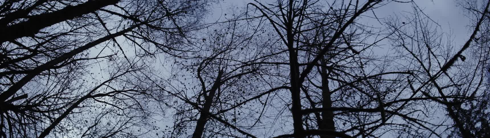 Video of branches and trunks aimed up