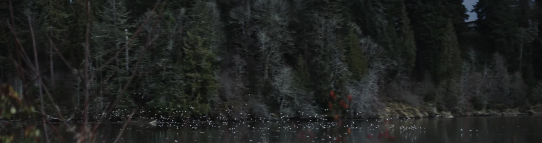 Birds flying across water in front of a line of trees