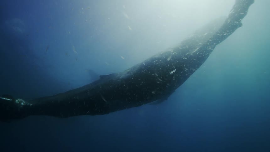 A large humpback whale swimming through the ocean with seaweed hanging off its fin