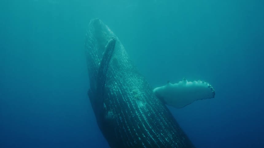 A whale spinning around underwater and swimming to the surface