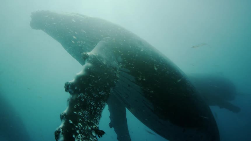 Underwater footage of a pair of blue whales swimming in the ocean