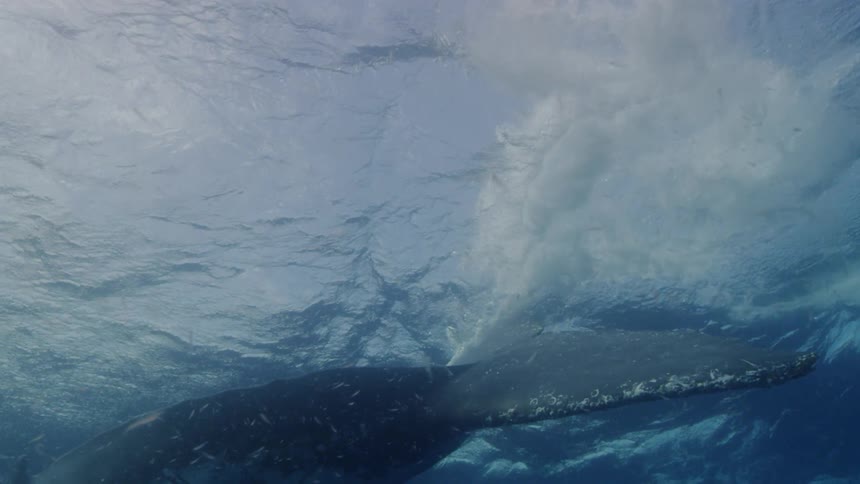 A whale is swimming around slowly underwater and seems to be content