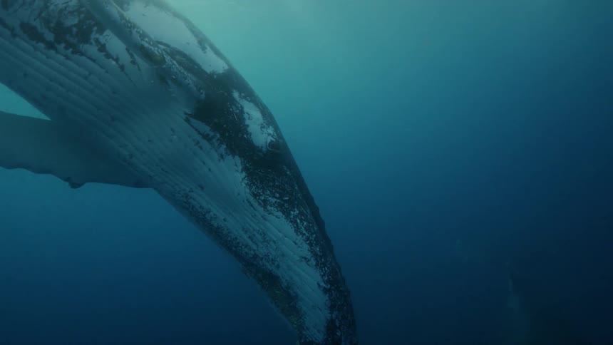 A whale is swimming in the ocean during day time
