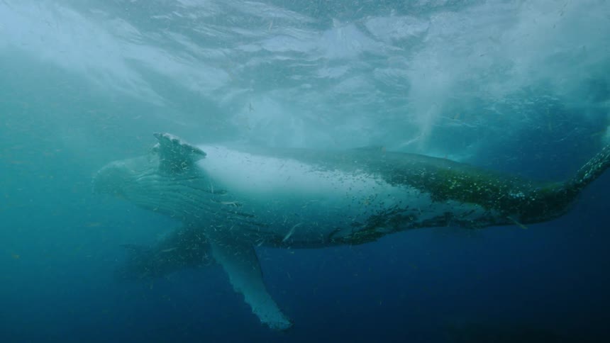 A small group of whales swimming near the surface of the water