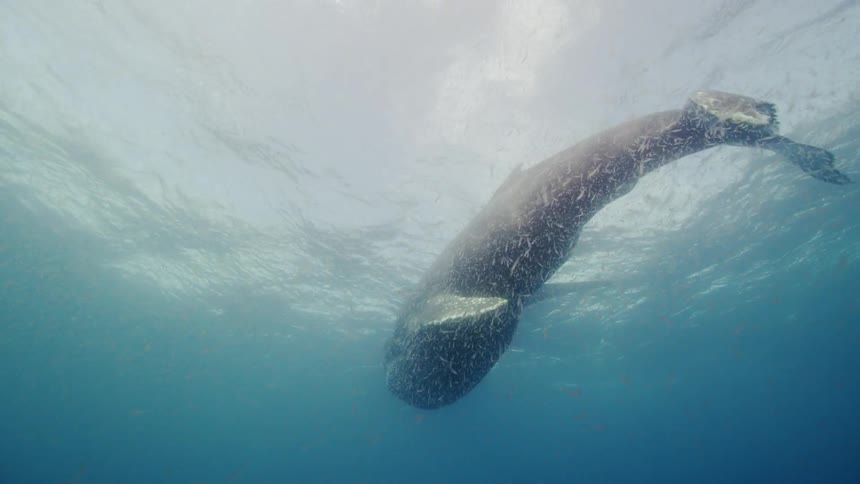 A whale swims up toward the surface of the ocean