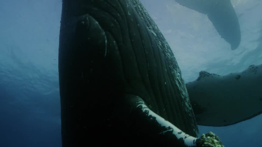 Two whales swimming near the surface of the water