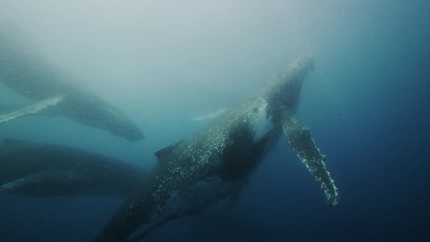 A group of whales swimming in the ocean as a sea lion swims by in the distance