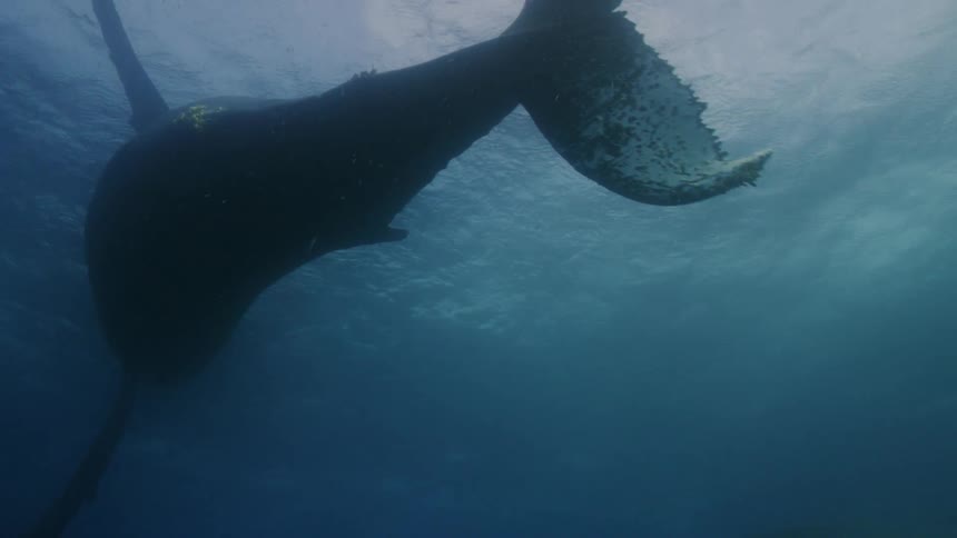 Fish swimming under water