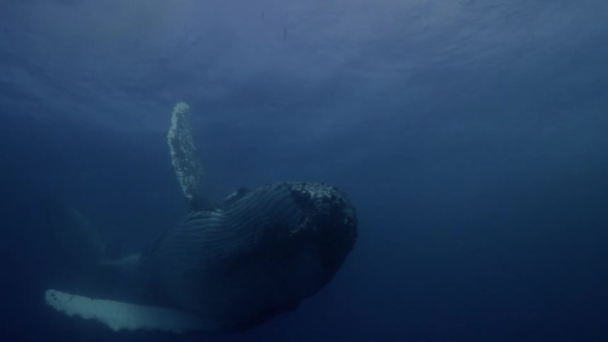 Underwater footage of a scuba diver swimming near a blue whale in the ocean
