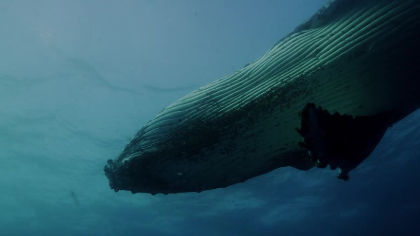 The underside of a blue whale swimming down then back up toward the ocean surface
