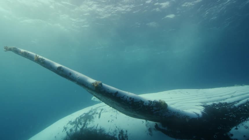 A whale swims underwater belly up