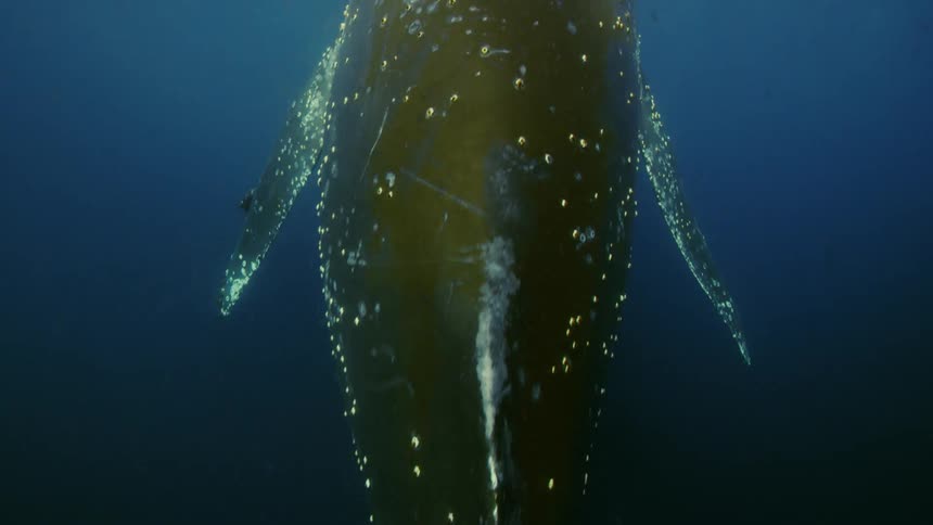 The backside of a humpback whale swimming through the ocean among other whales