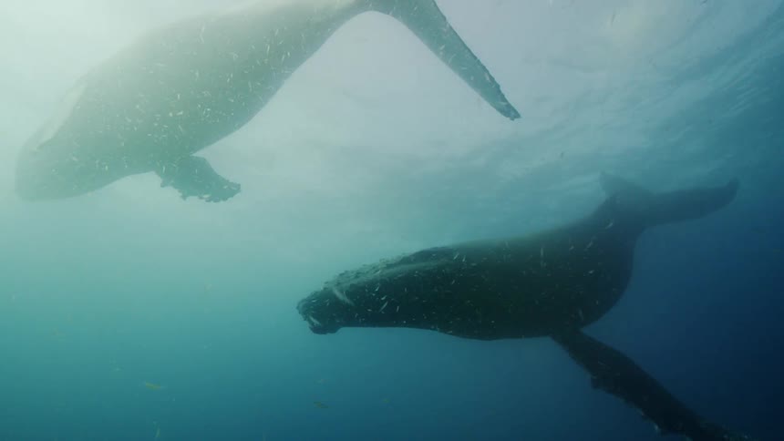 Two blue whales swimming near the surface of the water