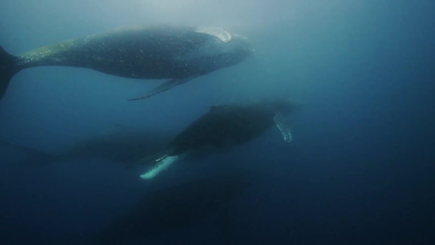 A pod of whales travelling together