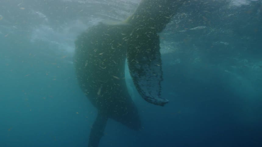 A humpback whale swimming in the ocean turning and spinning
