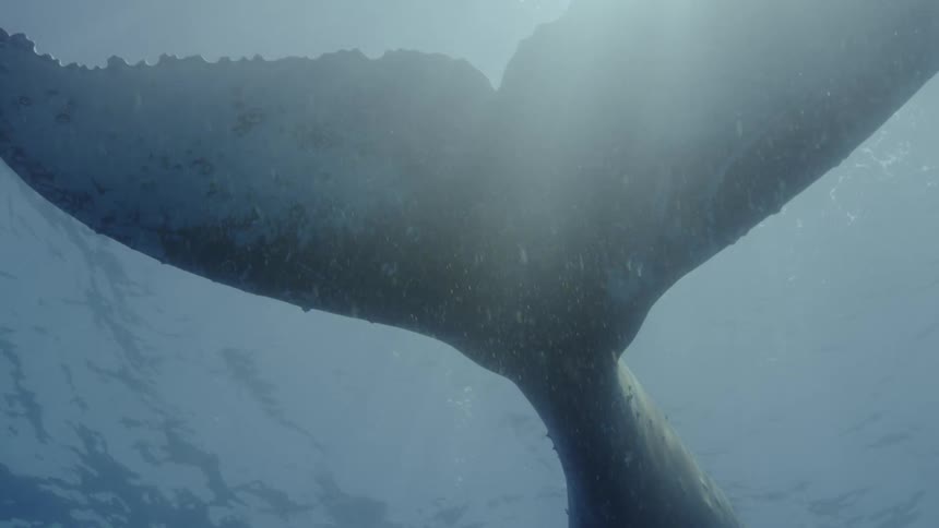 Whale swimming in the ocean close up of its tail