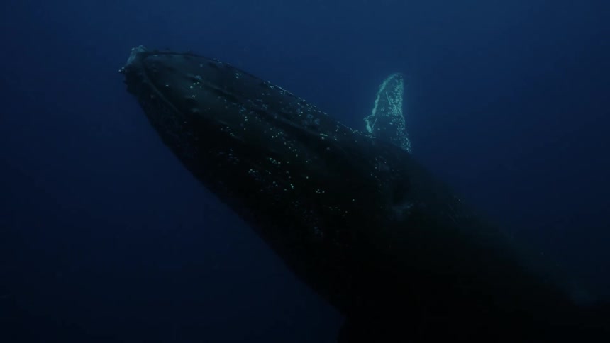 Whale swiming in deep water