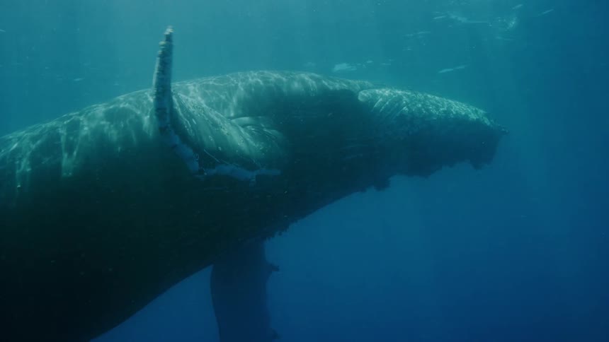 Whale swimming in the water and surfacing