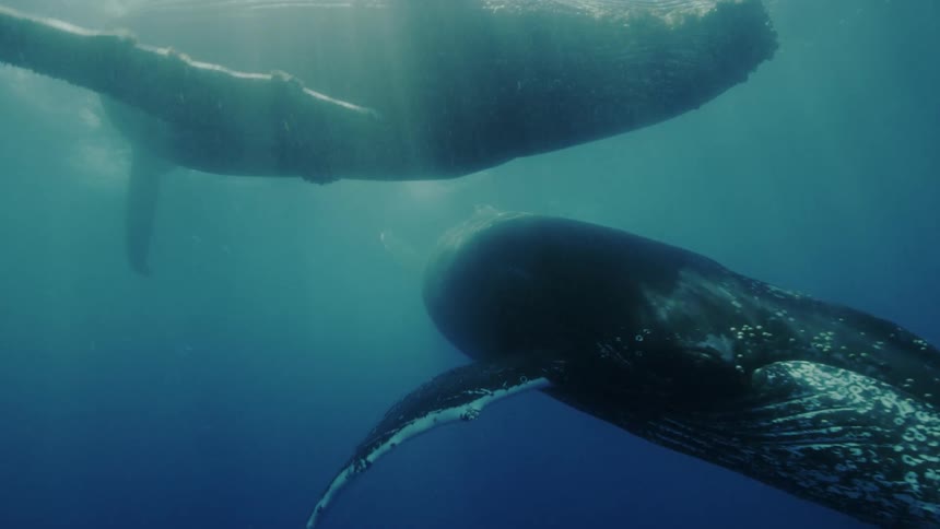 Two whales swim happily with each other underwater