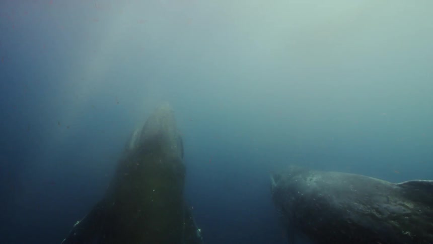 A group of black whales swimming together in blue water one has its mouth wide open at the beginning closes it and then swims away