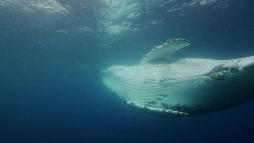 Underwater footage of a blue whales swimming under the surface of the ocean