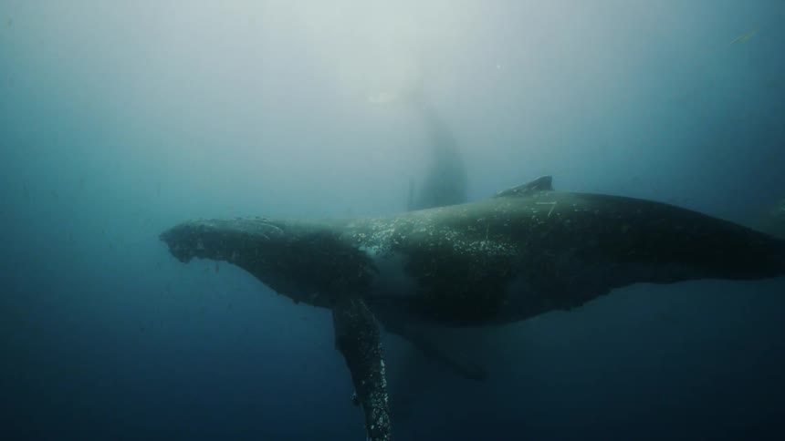 A small group of whales swimming and swirling in the ocean