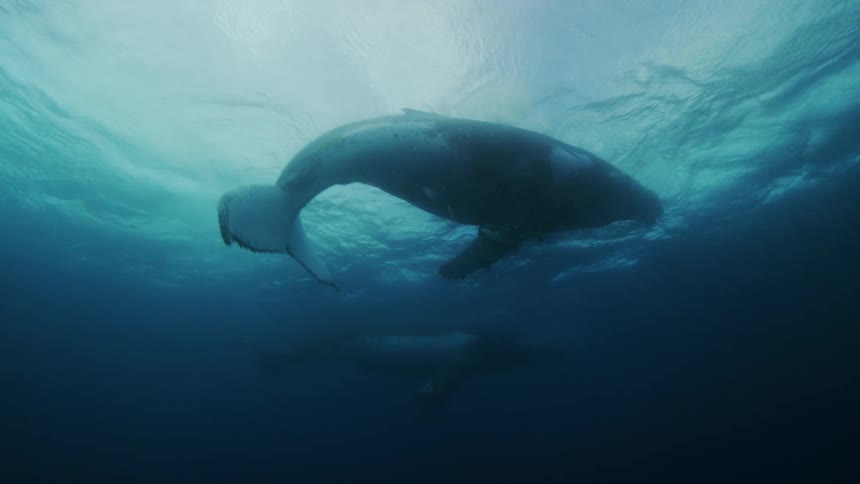 A pair of whales swim near the surface of the ocean during the day