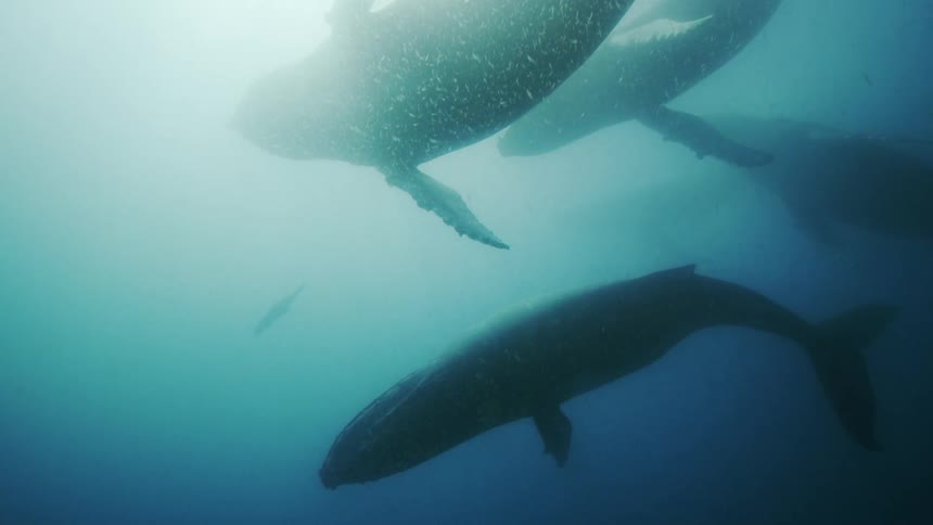 Smaller mammals swim past larger ones under the sea