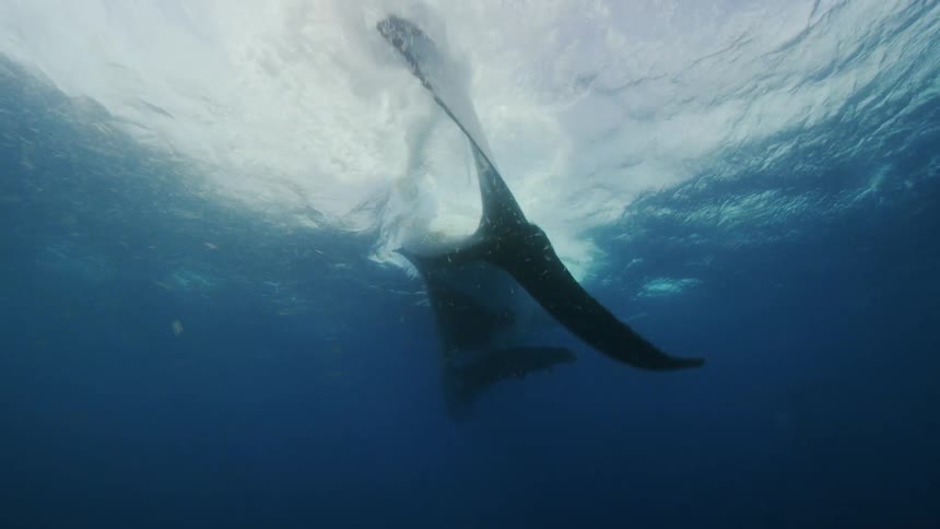 Whale swimming and surfacing