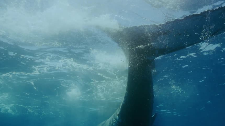 An up close of a humpback whales tail as it swims away