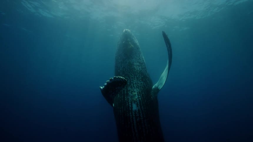 A humpback whale swimming near the surface of the water and spinning around