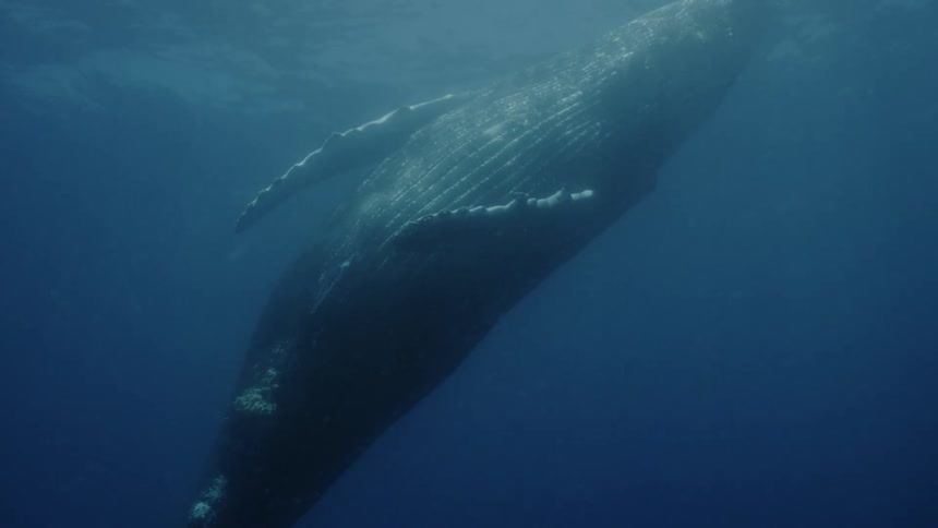 Underwater footage of a blue whale swimming under the surface of the ocean