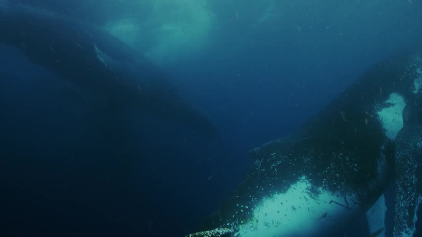 Two whales are swimming slowly and relaxing underwater