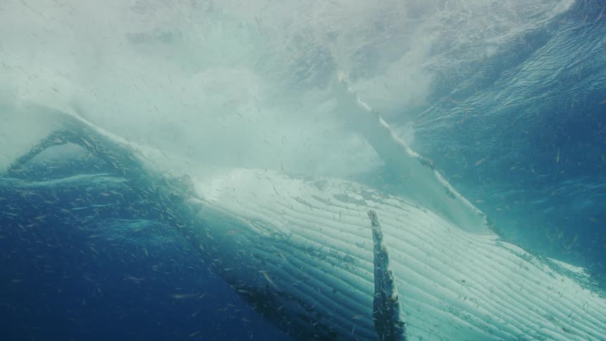 Humpback whale swims in ocean water