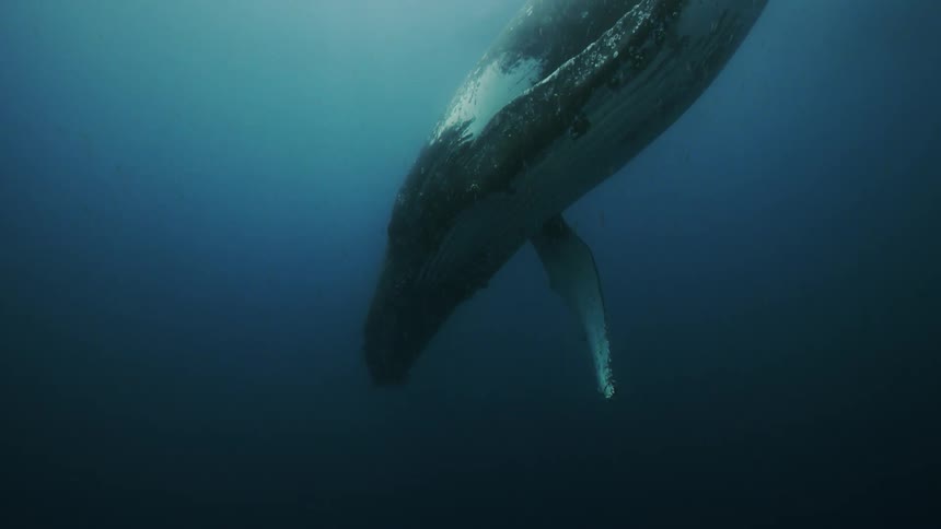 A whales swims underwater alongside other sea life
