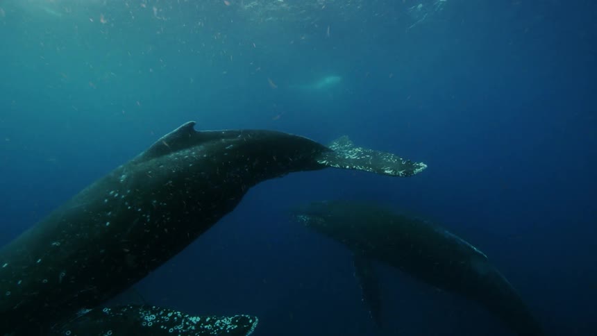 Underwater footage of a pod of blue whales swimming in the ocean
