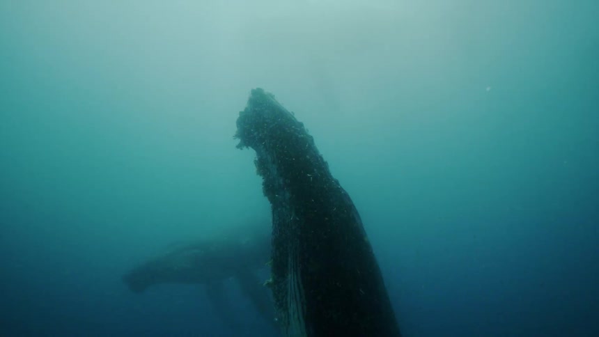 A whale swims around slowly underwater seemingly enjoying himself